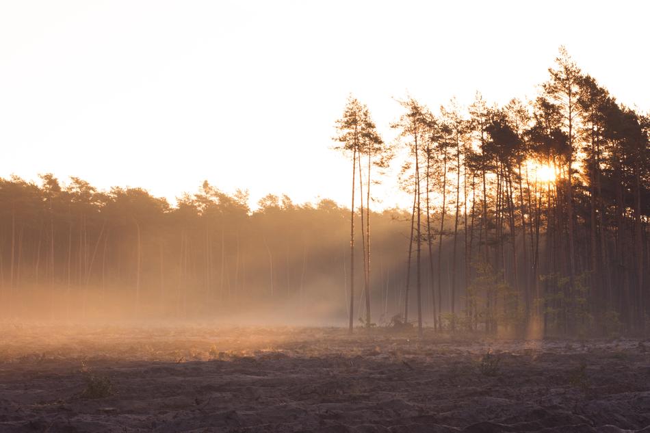 Forest Nature In The Morning