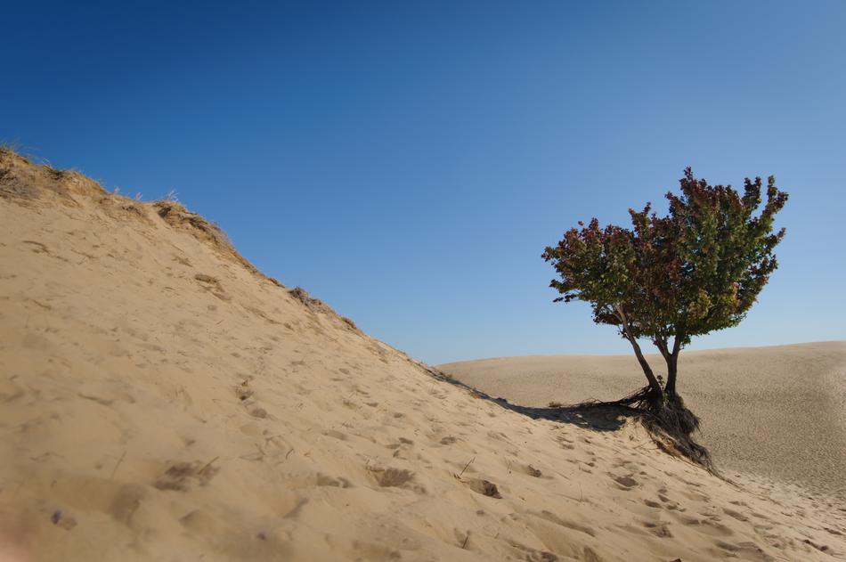 Desert Sand Nature