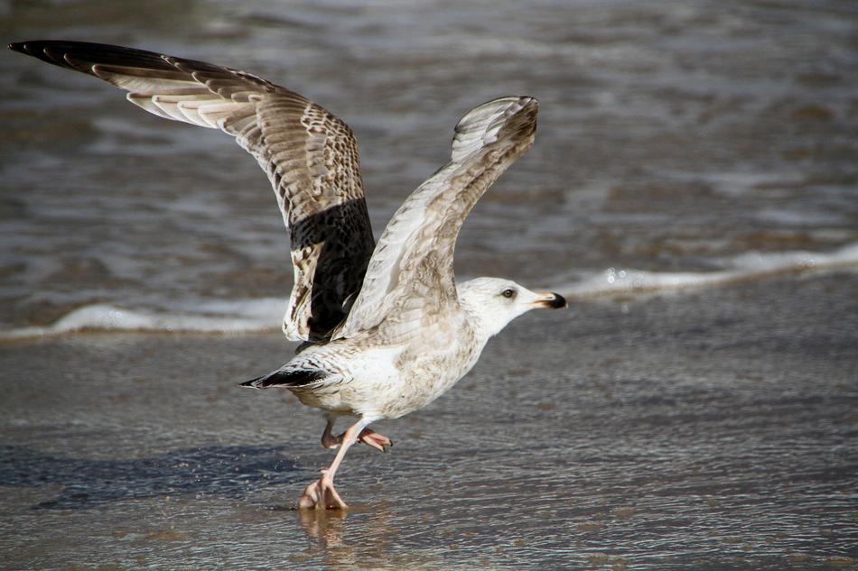 Bird Of Seagull on Beach