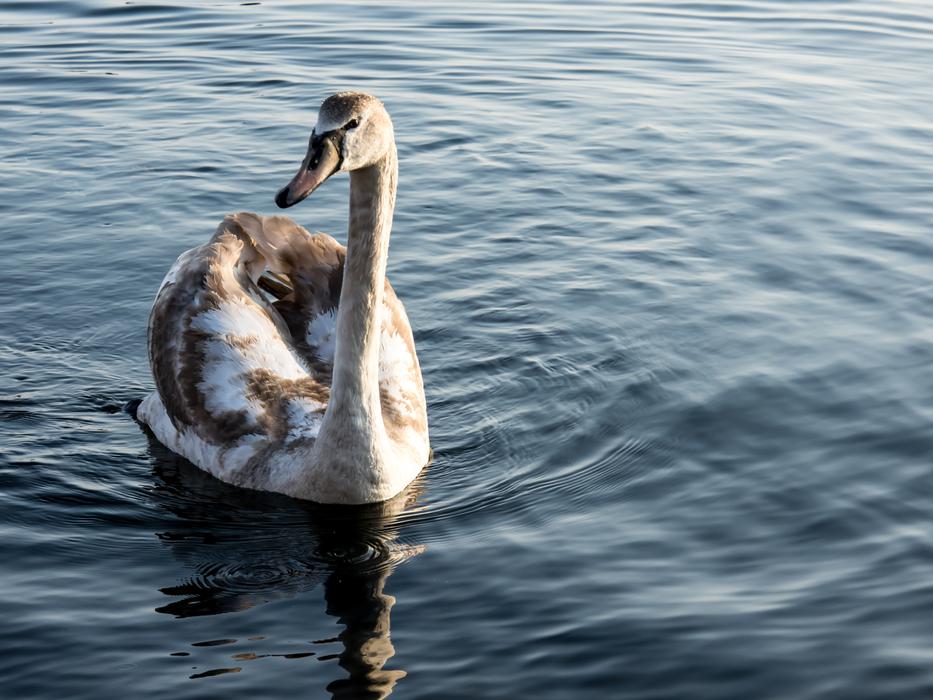 Swan Sea Water