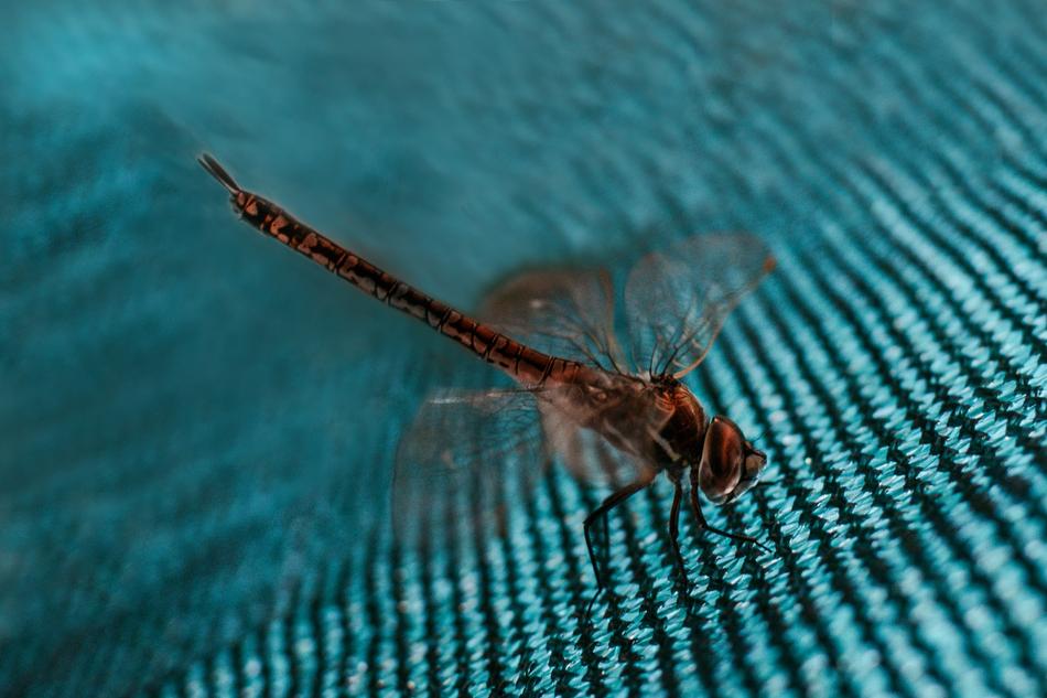 Body Of Water Nature Insect