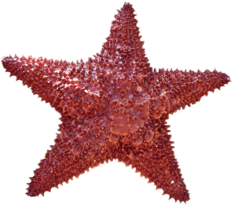 Isolated Starfish Sea