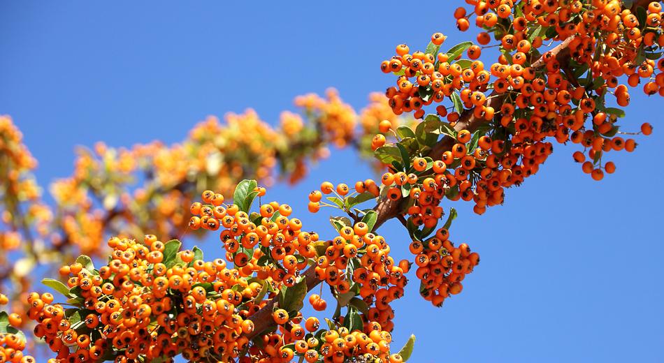 Sea Buckthorn Plants