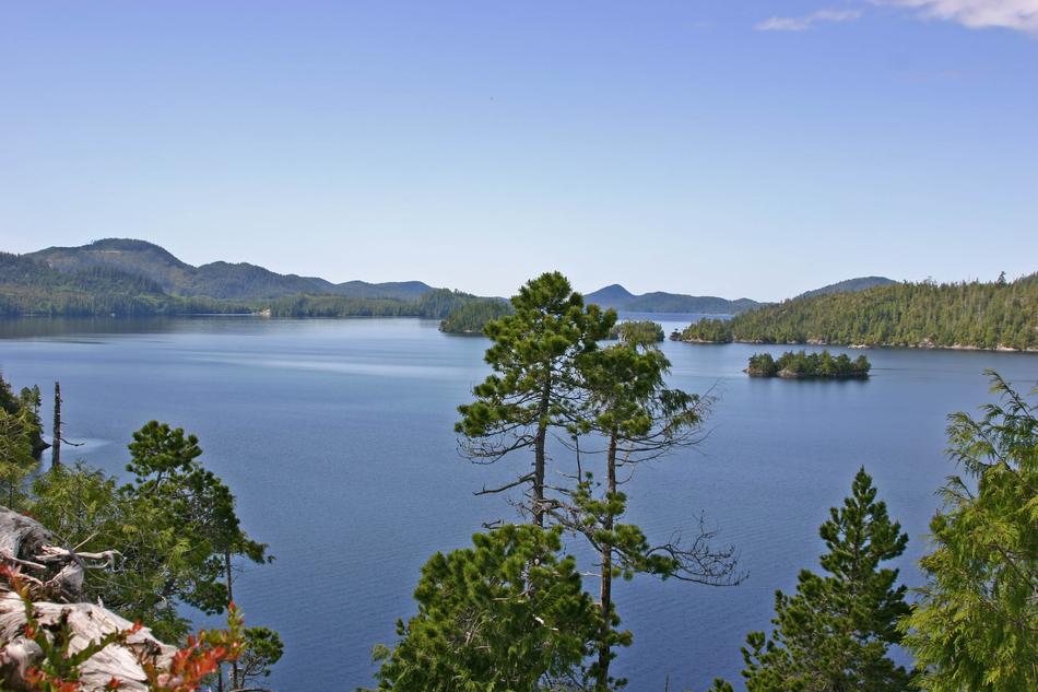 Lake Bay Forest