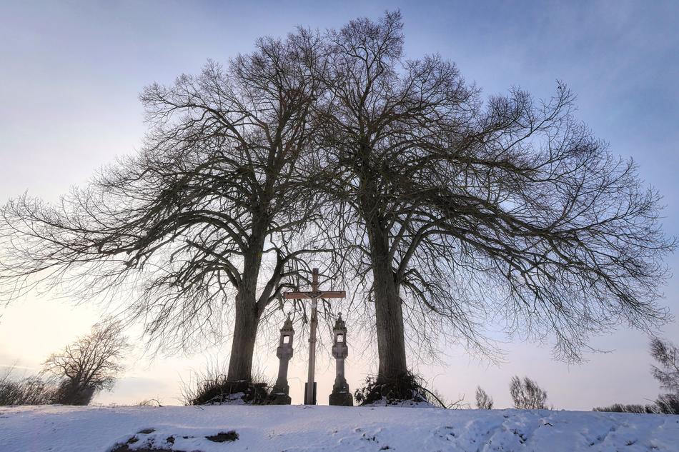 Winter Snow Tree