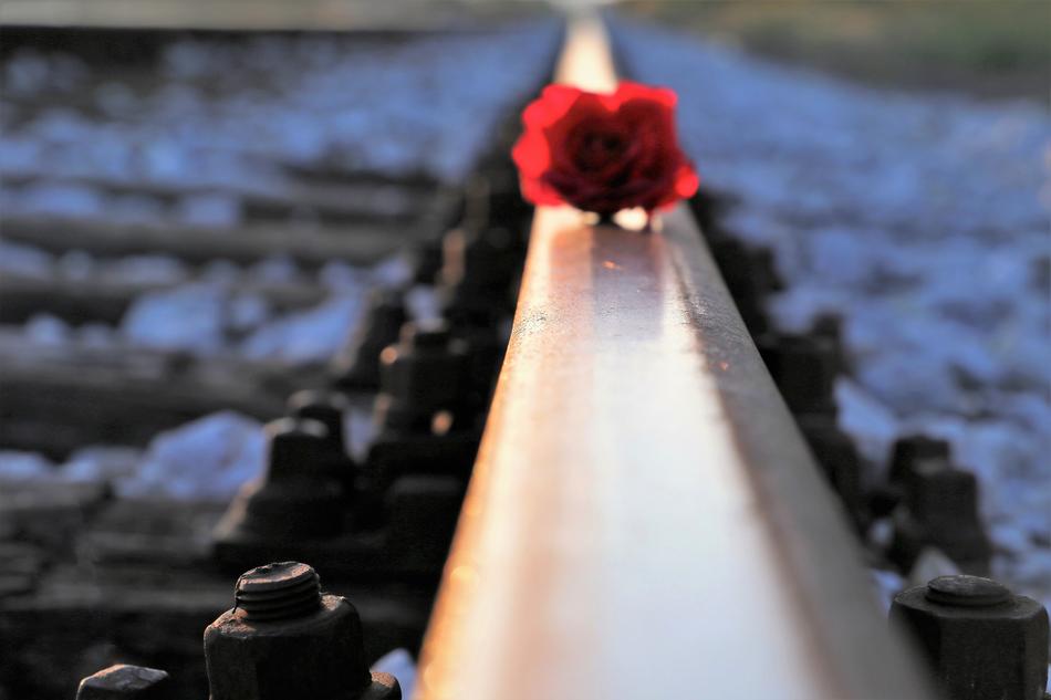Red Rose On Rail at Backlight