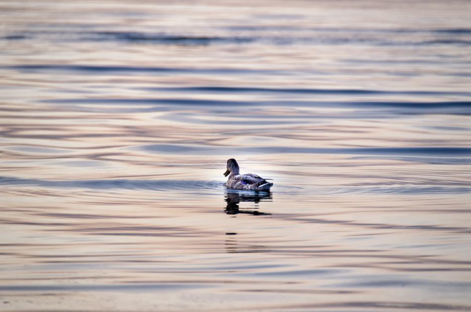 Water Sea Duck