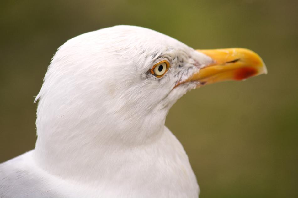 Gull Bird Nature