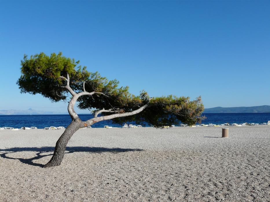 tree on Beach Sea Coastline