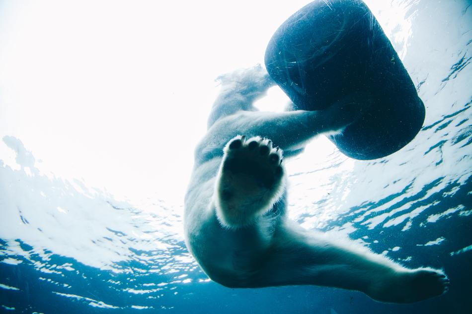 Winter Bear swimming in Ocean
