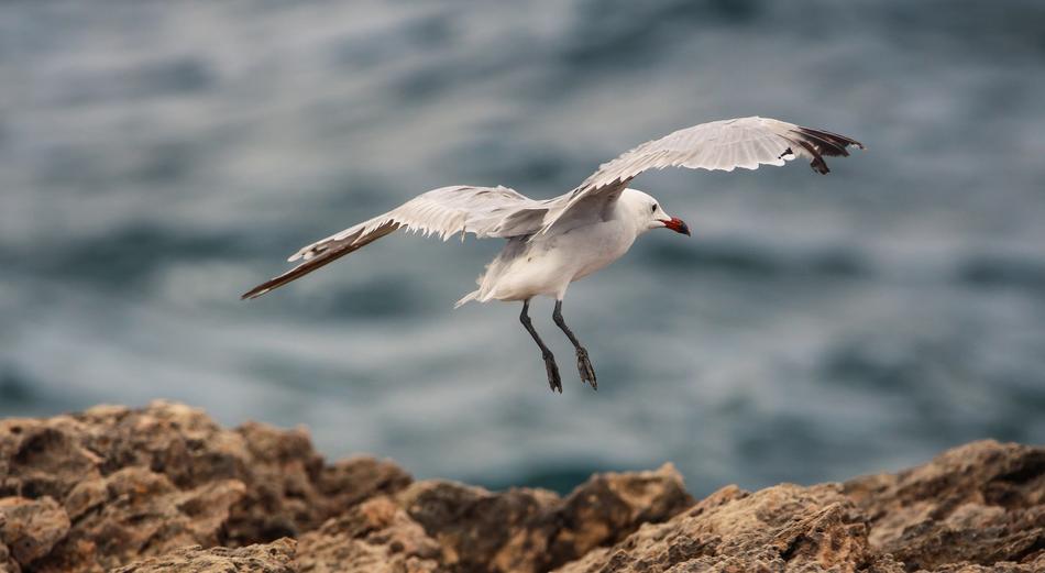 Water Bird Seagull