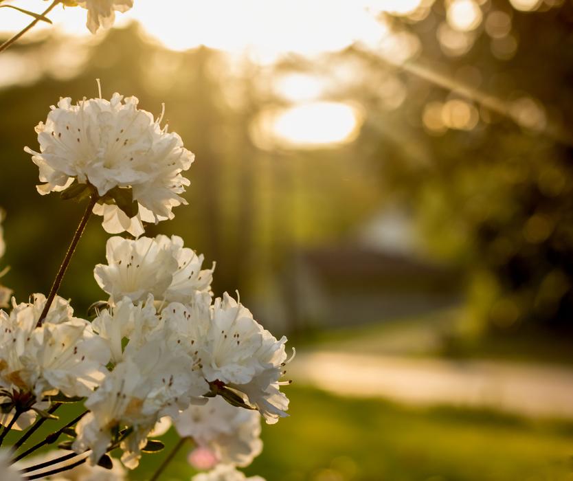 Azalea In Sun Sunset