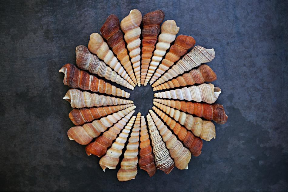 long spiral shells, whorls in circle at grey Background