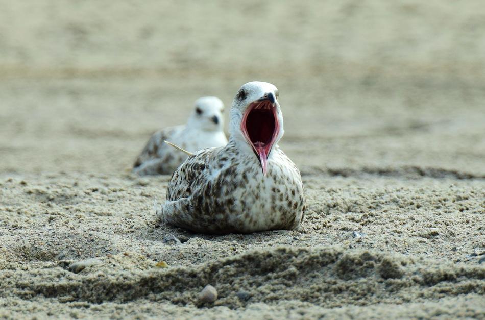 Seagull Beach Yawn