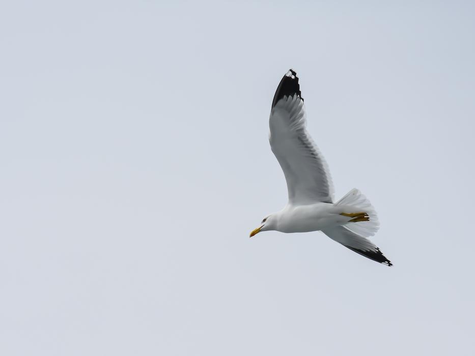 Seagull Sea Bird