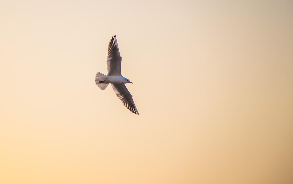 Seagull Twilight