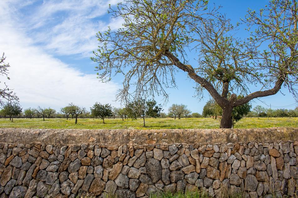 Mallorca Landscape Llucmajor