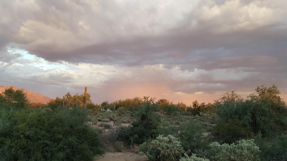Tucson Desert landscape