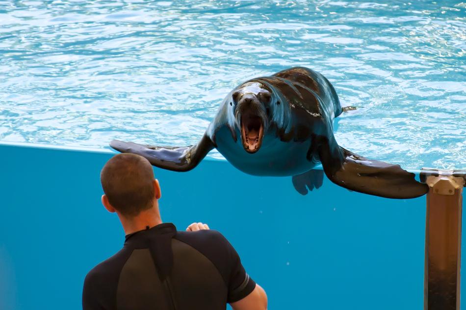 Sea Lion Dressage
