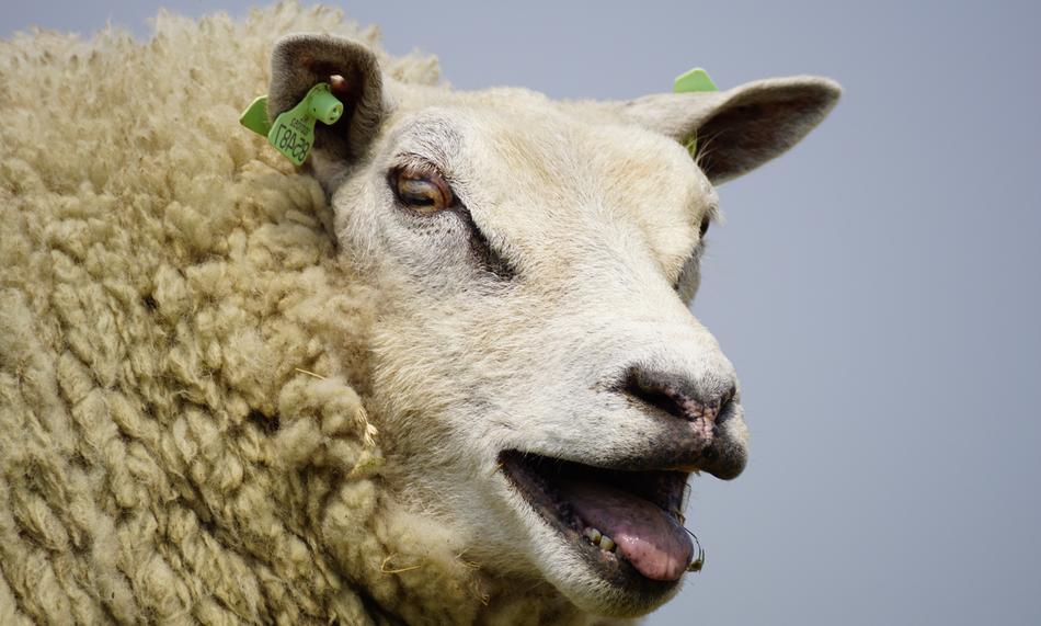 portrait of Sheep Bleat Wool