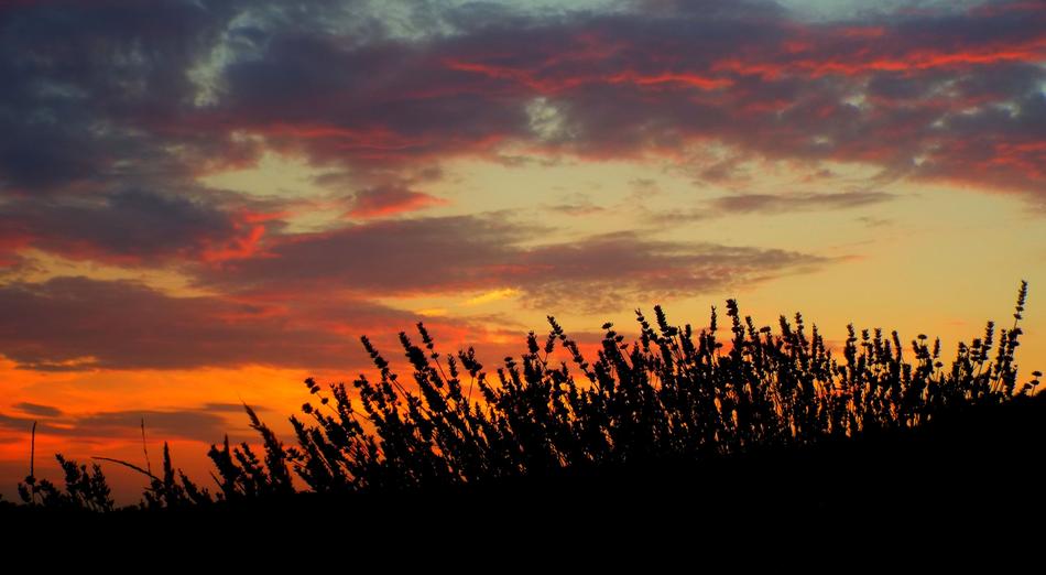 Lavender Sunset Red