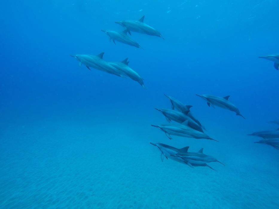 wild Dolphins Underwater Ocean