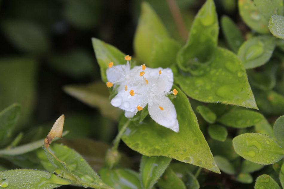 White Flower Nature Dawn