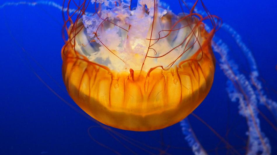Jellyfish Water Underwater