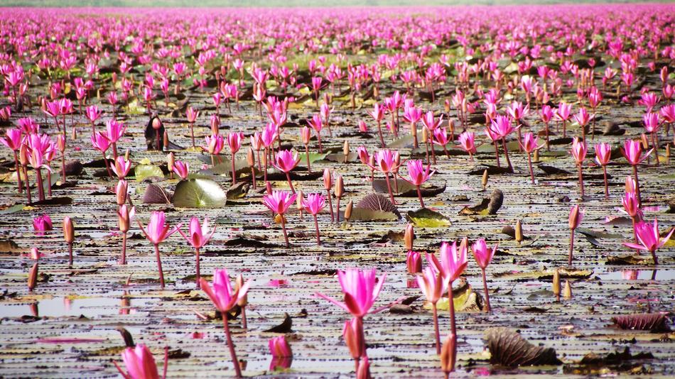 Sea of pink Lotus flowers