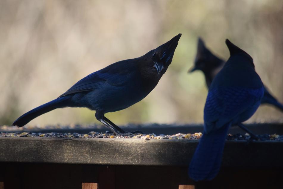 jays Birds Nature