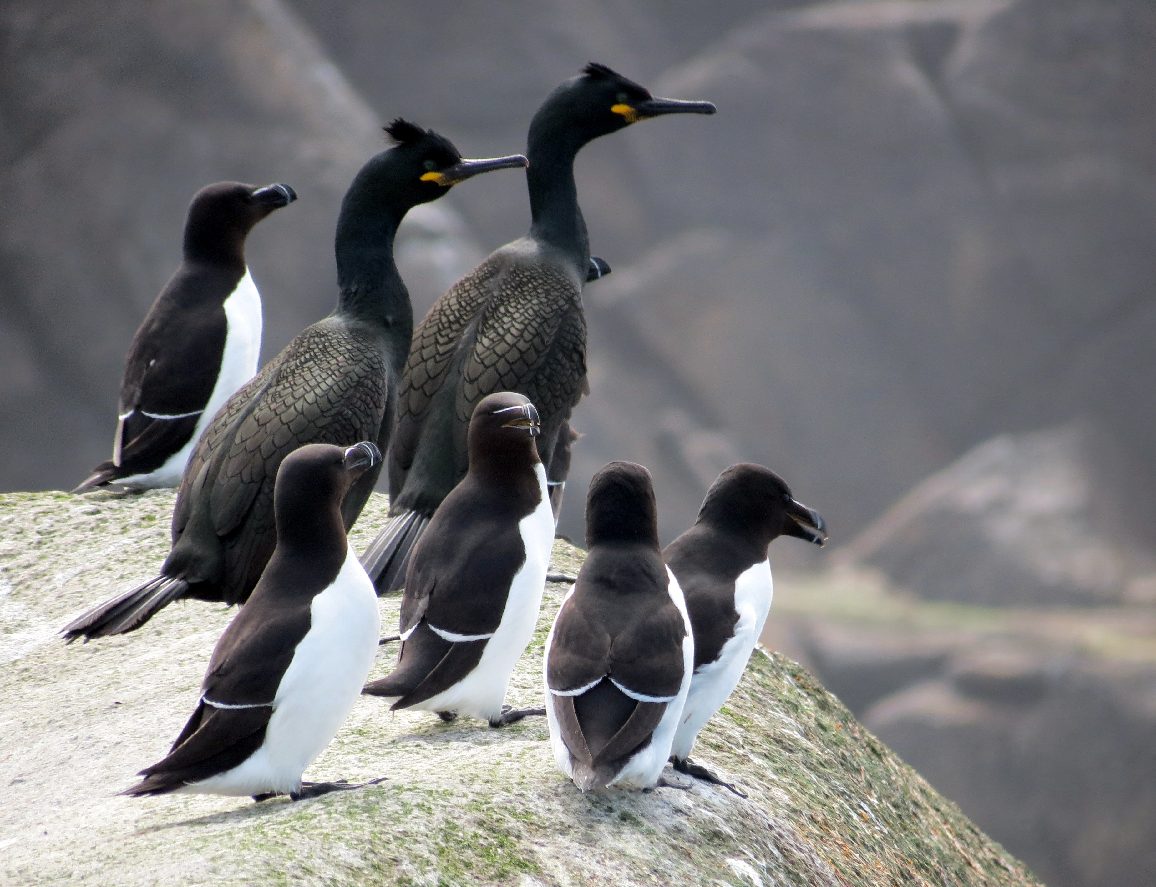 Shags Bird Razorbills Free Image Download