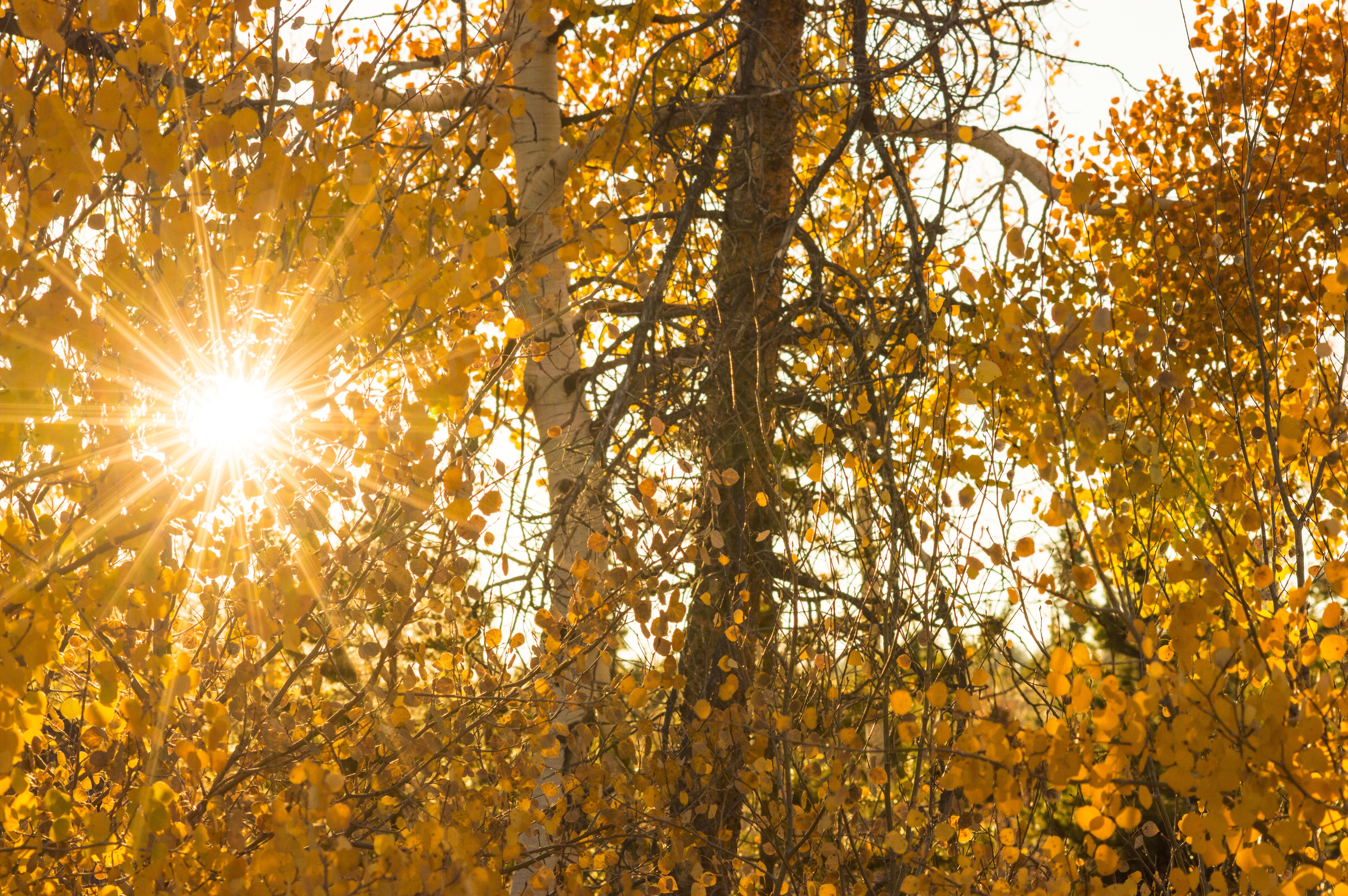 Солнечная осень фото
