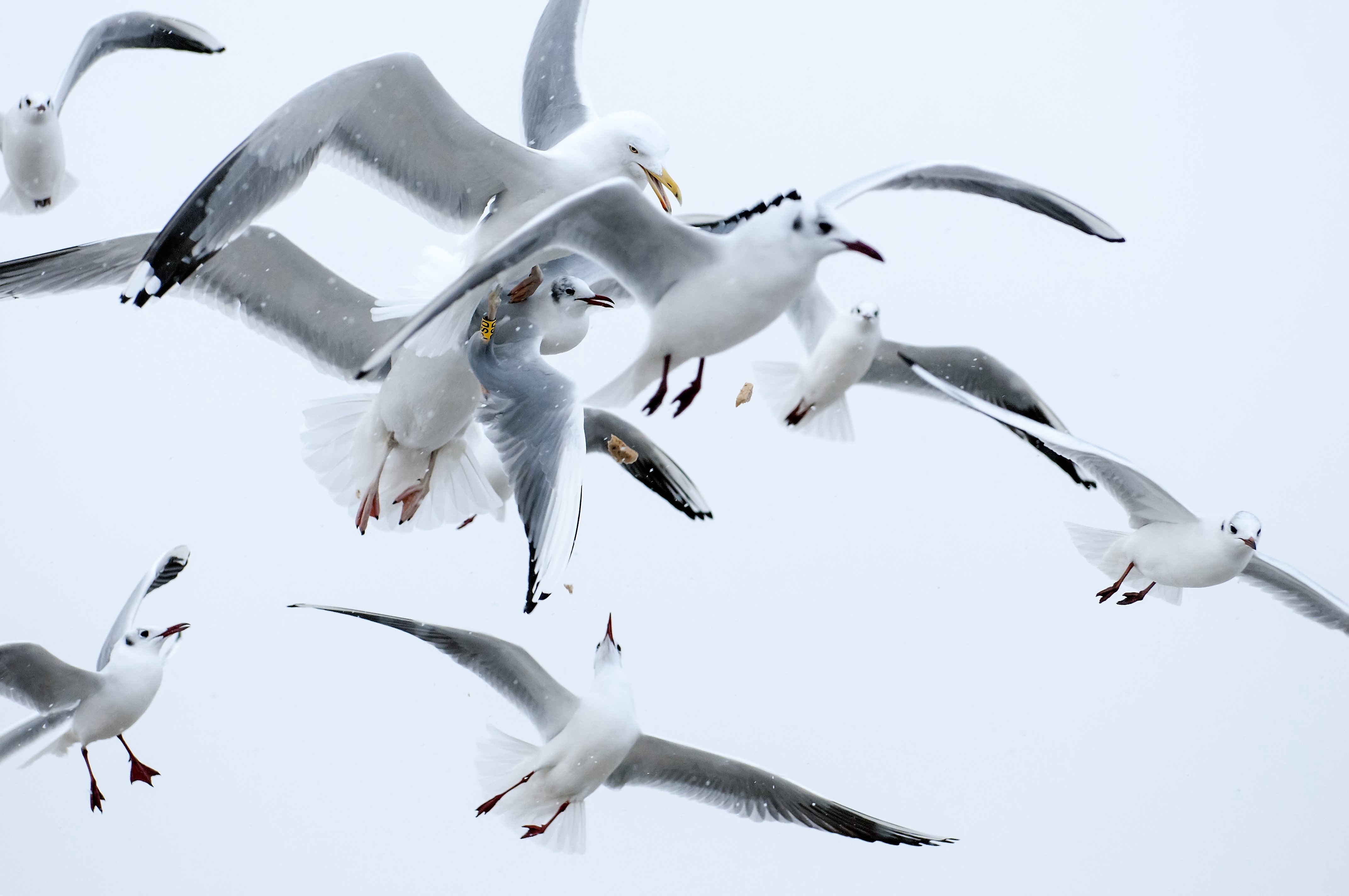 Seagulls Laxative Prank