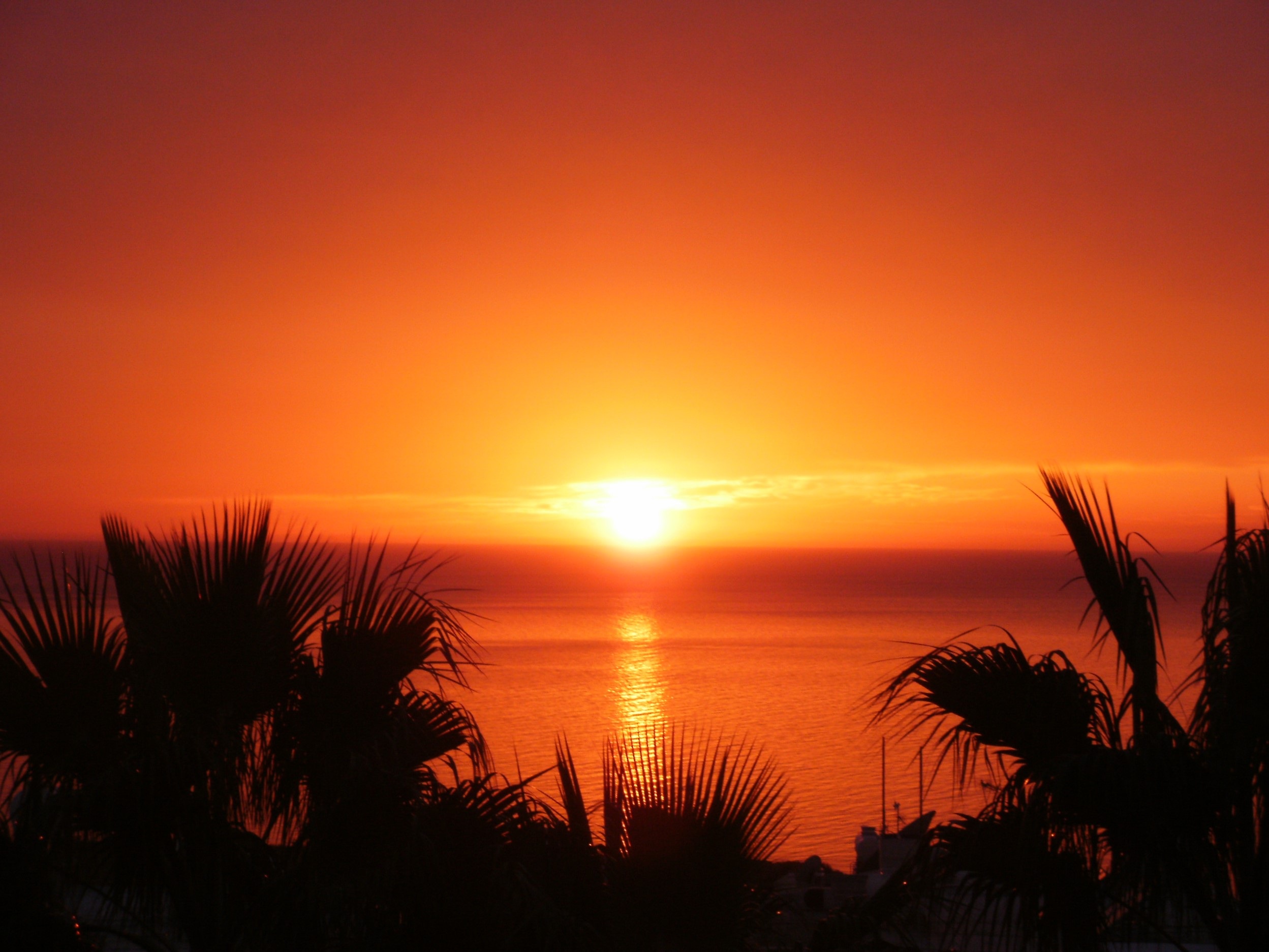 Sunset Palm Trees Cyprus Evening free image download