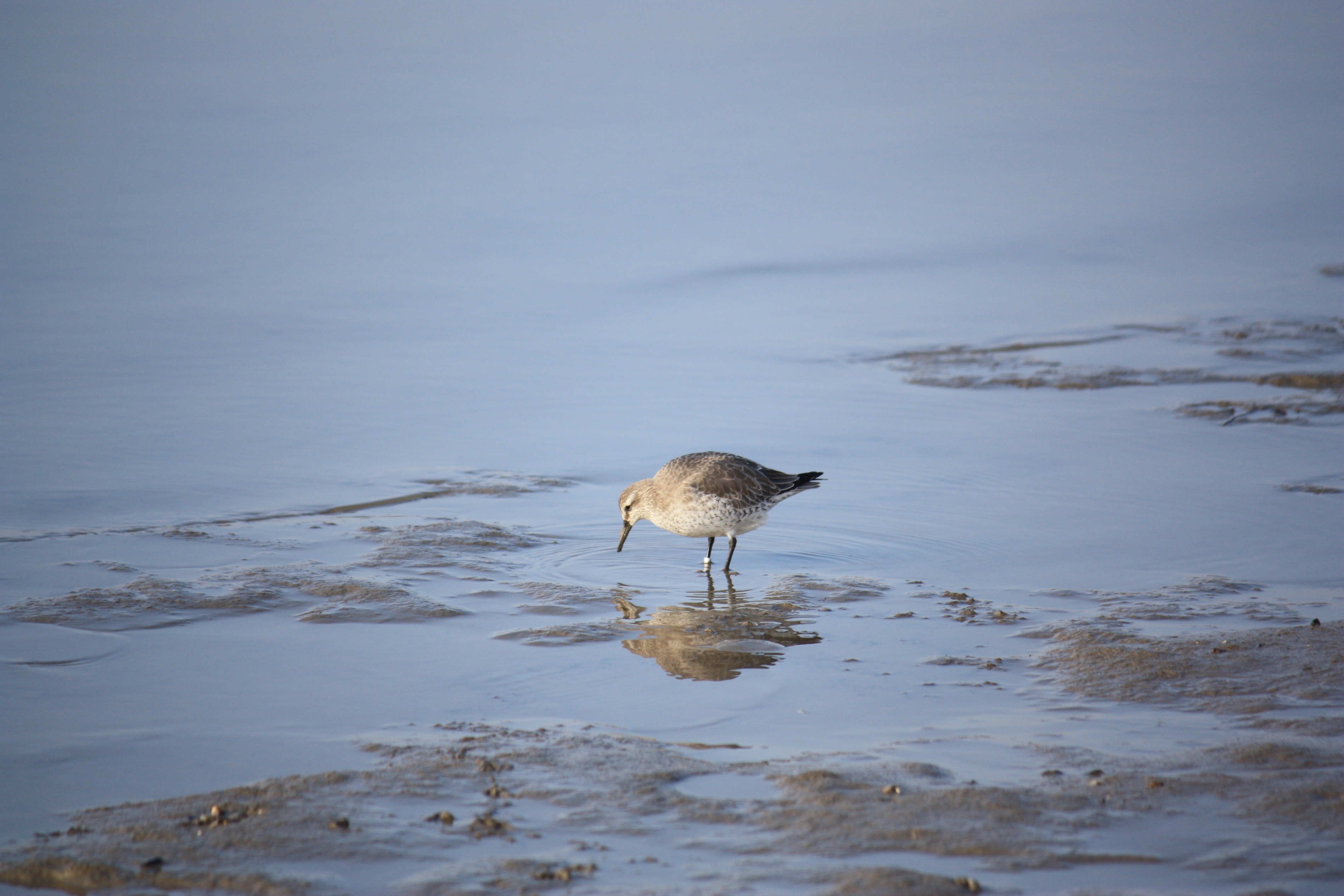 Bird Wadden Sea free image download