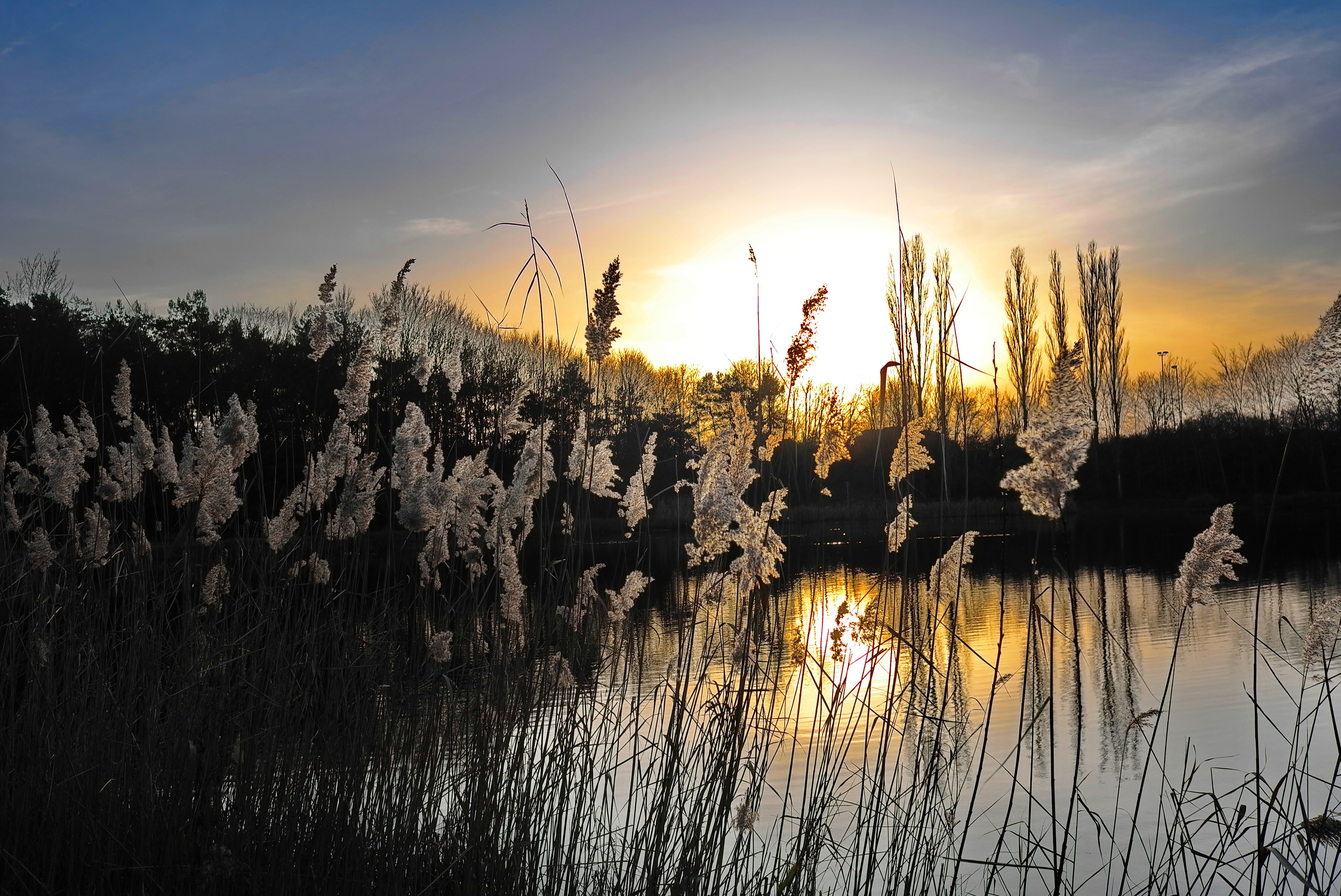 Common reed at sunset free image download