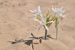 beautiful white flowers in the sand