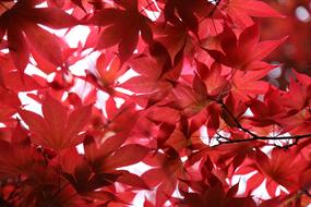 red Leaves Summer Plants