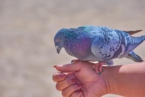 Dove Tame Hand