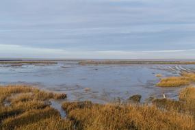 North Sea Coast reed