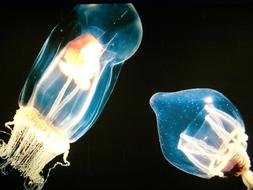 Jellyfish Luminous Underwater