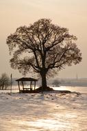 Tree Sunset Winter Impressions