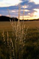 Nature Waters Grass