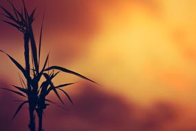 Plants Sky Clouds