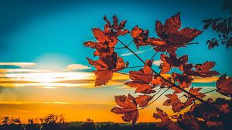 foliage Leaves Sunset Autumn