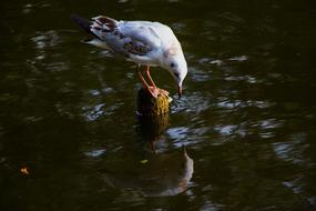 Seagull Water Mirroring Mirror