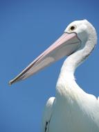 Pelican Bird Beak