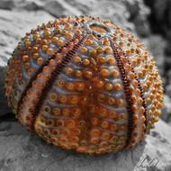 Sea ââUrchin Marine Beach