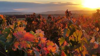 Autumn Vineyard Lyng at sunlight