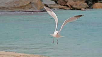 Sea Seagull Mallorca Cala